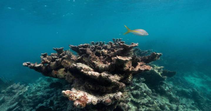 Critical Florida corals now ‘functionally extinct’ due to off