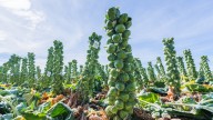 This US State Produces The Most Brussels Sprouts By Far
