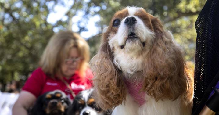 MUSC therapy dogs blessed during 20th anniversary ceremony