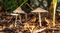 How To Stop Mushrooms From Growing In Mulch