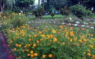 MP News: State Achieves 60% Plantation Target, Bhopal Hills To Bloom By 2026