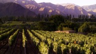 Alarmas en la industria del vino: "La situación es más que preocupante"