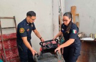 Emiten medidas preventivas por animales ponzoñosos