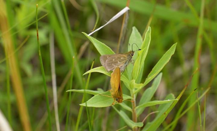 Conservation biologists discuss threatened Dakota Skipper butterfly