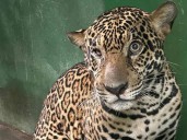 VIDEOS | Jaguar herido con más de 30 disparos es salvado en el río Negro