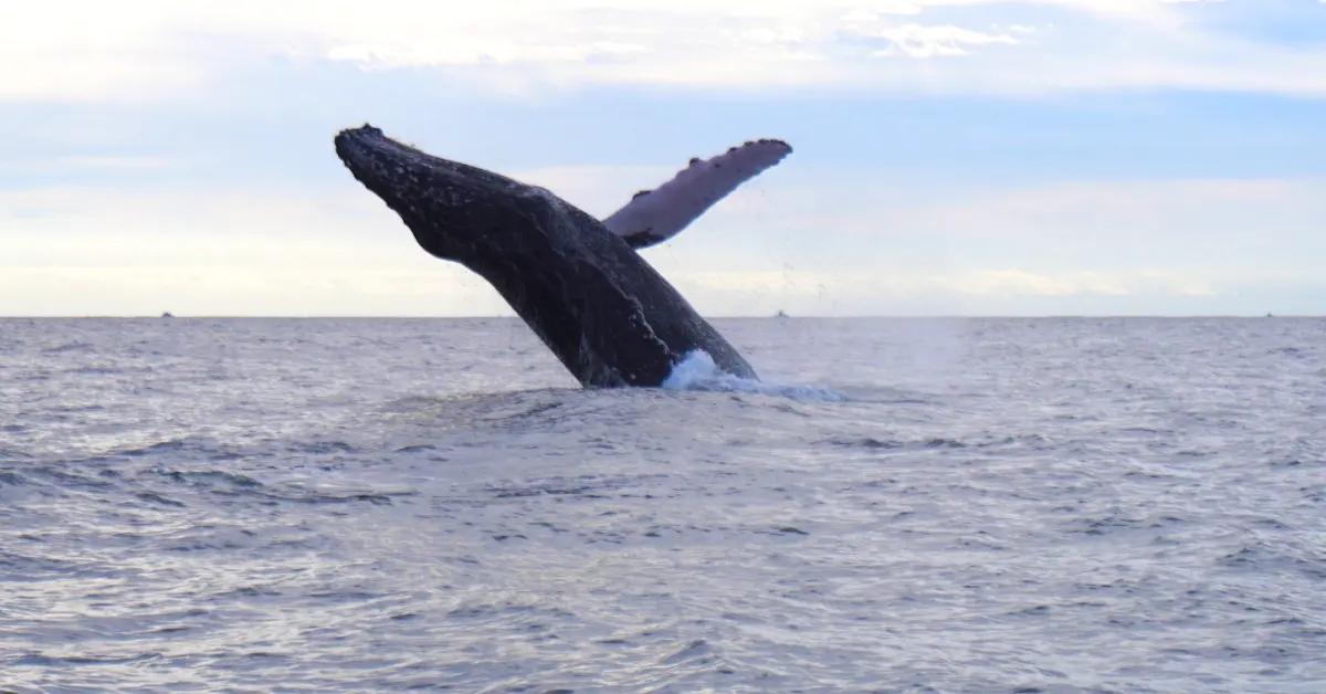 Autoridades piden respetar la temporada oficial en Los Cabos tras avistamientos anticipados de Ballenas