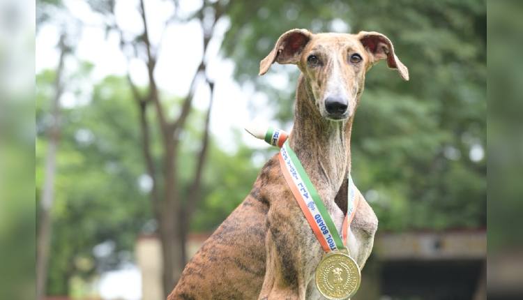 BSF To Showcase 1st-Ever Indian Breed Dog Contingent At Ekta Diwas Parade In Gujarat