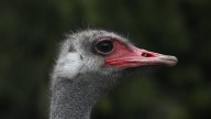 ‘Something is rotten in Ottawa’: fight to save B.C. ostriches ramps up with Trump ally weighing in