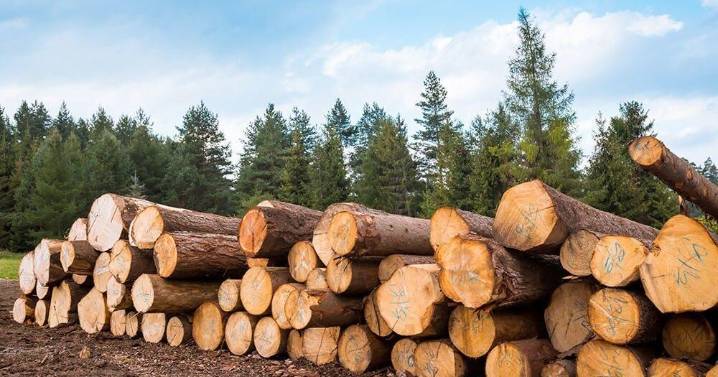 Judge blocks Yaak logging project, faults feds for ignoring illegal road use