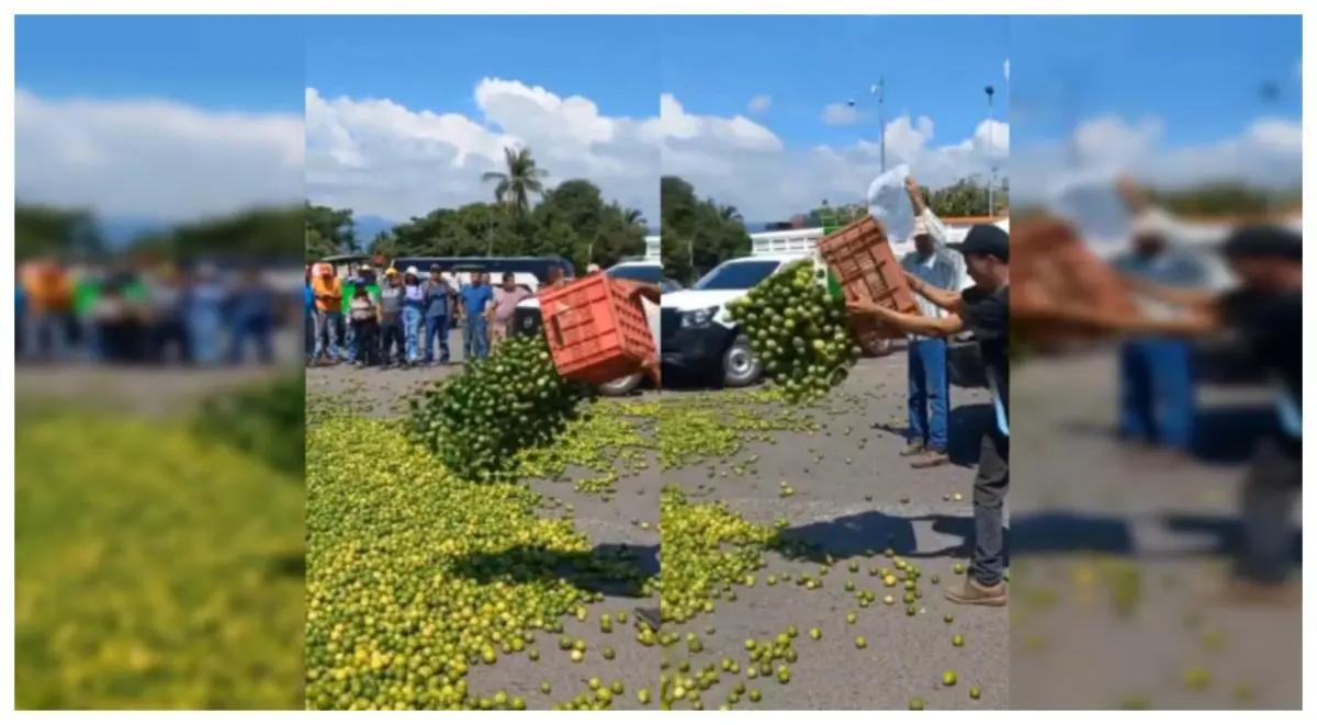 “Si lo quieren regalado… ahí está”: productores tiran más de 2 toneladas de limones en Apatzingán