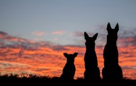 New Study Names Illinois’ Top 3 Favorite Dog Breeds