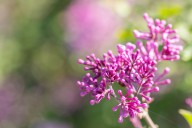 Ask the Master Gardener: Bloomerang lilacs have flower power in spring and fall