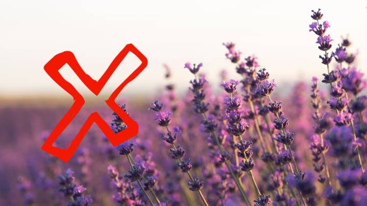 Ni lavanda ni albahaca: las 10 plantas colgantes que llenarán de color tu jardín en el verano 2026