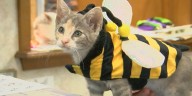 Cairo PD seeks costumed pets for ‘Howl