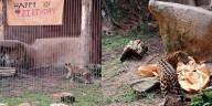 Lacumba III, Baton Rouge Zoo’s 1st jaguar cub born in 20+ years, celebrates 1st birthday
