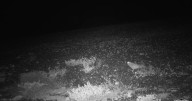 Elusive night parrot captured on camera in Queensland