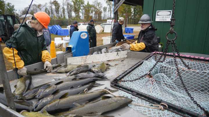 Egg, data collection at Strawberry Creek critical for…