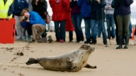 Arctic seals and more than half of bird species are in trouble on latest list of threatened species
