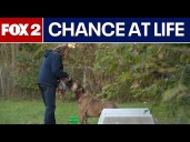 Metro Detroit woman rescues neglected dogs and cares for them