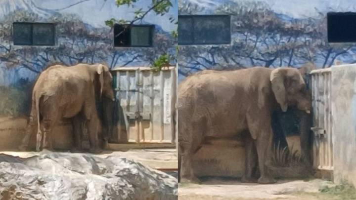 Revisarán condiciones de elefante Monty tras clausura de Zoológico La Pastora