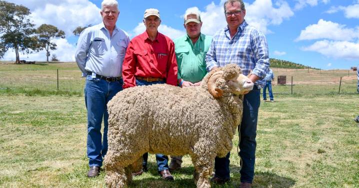 Grathlyn Merino ram sale, October 2025, Mudgee full results