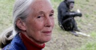 Wildlife advocate and primate expert Jane Goodall dies