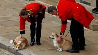 The fate of Queen Elizabeth II's treasured corgis, Muick and Sandy, has been revealed as their scandal