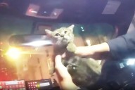 Kitten Rescued from Under a Food Truck Is Adopted By Official On Scene