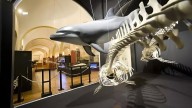 Torrevieja pide una subvención de 160.000 euros para rehabilitar el Museo de Historia Natural