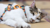 Purrfect ending: Missing Virginia store cat found after hitching a ride to N.C.