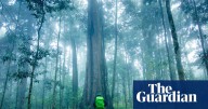 ‘This is bad news’: Australian tropical rainforest trees switch in world first from carbon sink to emissions source
