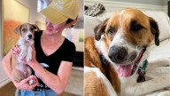 North Carolina Dog Broken By Shelter Life Begins Healing After Hurricane Forces Her Into Foster Care