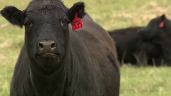 Colorado lawmakers push back, ranchers react to Trump’s beef import proposal