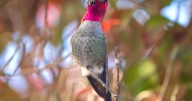 Hummingbirds