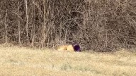Illinois Rescuers Shocked To Find Dog Wandering Streets With Cheeseball Bucket Stuck On His Head