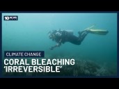 Mass Coral Bleaching Now ‘Virtually Irreversible’