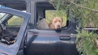 In Hawaii, A Pittie Peeks From A Decaying Truck And Finds Hope In A Stranger’s Eyes
