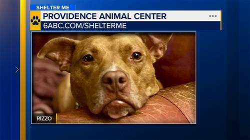 Shelter Me: Meet Rizzo from Providence Animal Center!