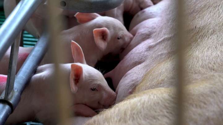 Colombia sigue libre de Peste Porcina Clásica