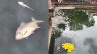 Mumbai: Hundreds of dead fish found floating in Malad’s Bhujale Lake