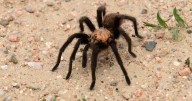 What to know about the annual tarantula 'migration' around La Junta as it comes to a close