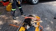 Atropellaron a un perro y lo arrojaron por un barranco en Lago Espejo