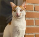 La Generalitat otorga 1,15 millones en ayudas a entidades de protección animal