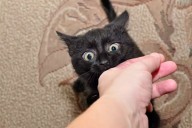 ¿Qué enfermedades puede causar la mordedura de un gato y qué hacer en Campeche?