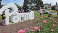 Parma to make flamingo official city mascot during event at Cleveland Metroparks Zoo