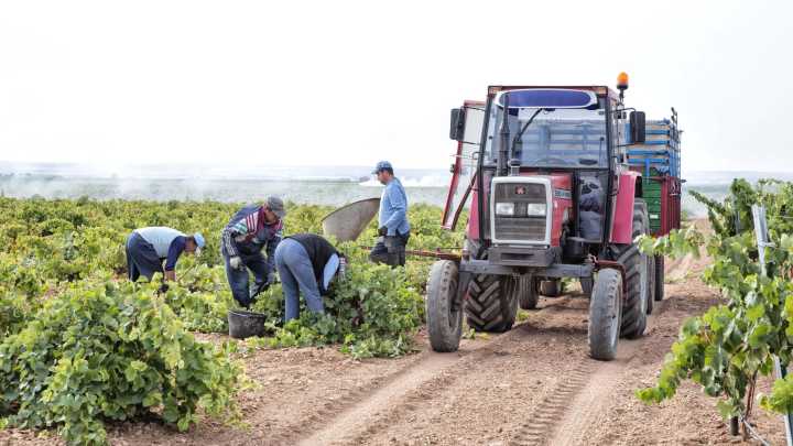 Las inspecciones durante la vendimia detectan 17 extranjeros sin permiso de trabajo y 63 temporeros sin alta