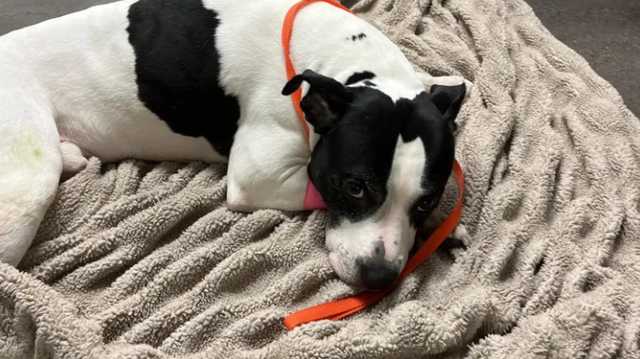 Pit bull thrown off balcony in St. Pete while trying to protect teen, deputies say