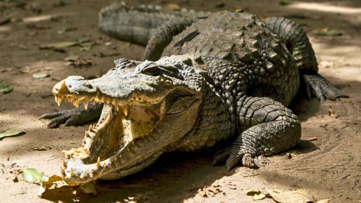 Cocodrilos en una isla del Caribe se adaptaron y evolucionaron como "nuevas especies"