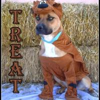 CHA Pet of the Week: Treat