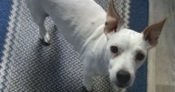 Woman had to have her dog put down after neighbour complained